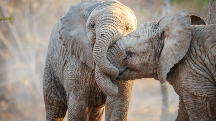 Baby Elephants